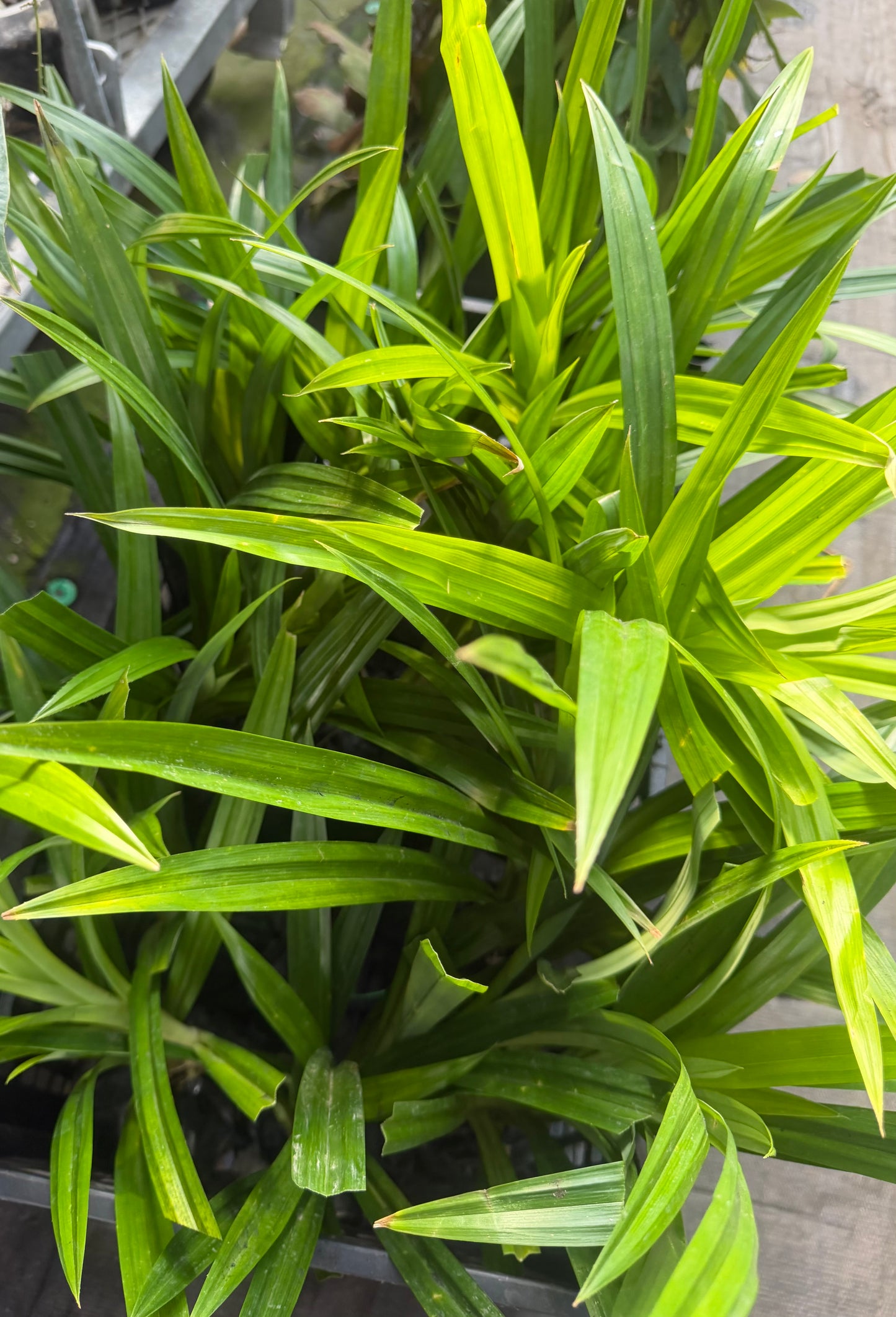 Pandan Plant