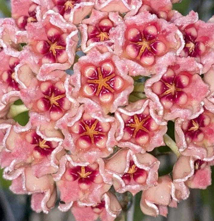Hoya meliflua large vine