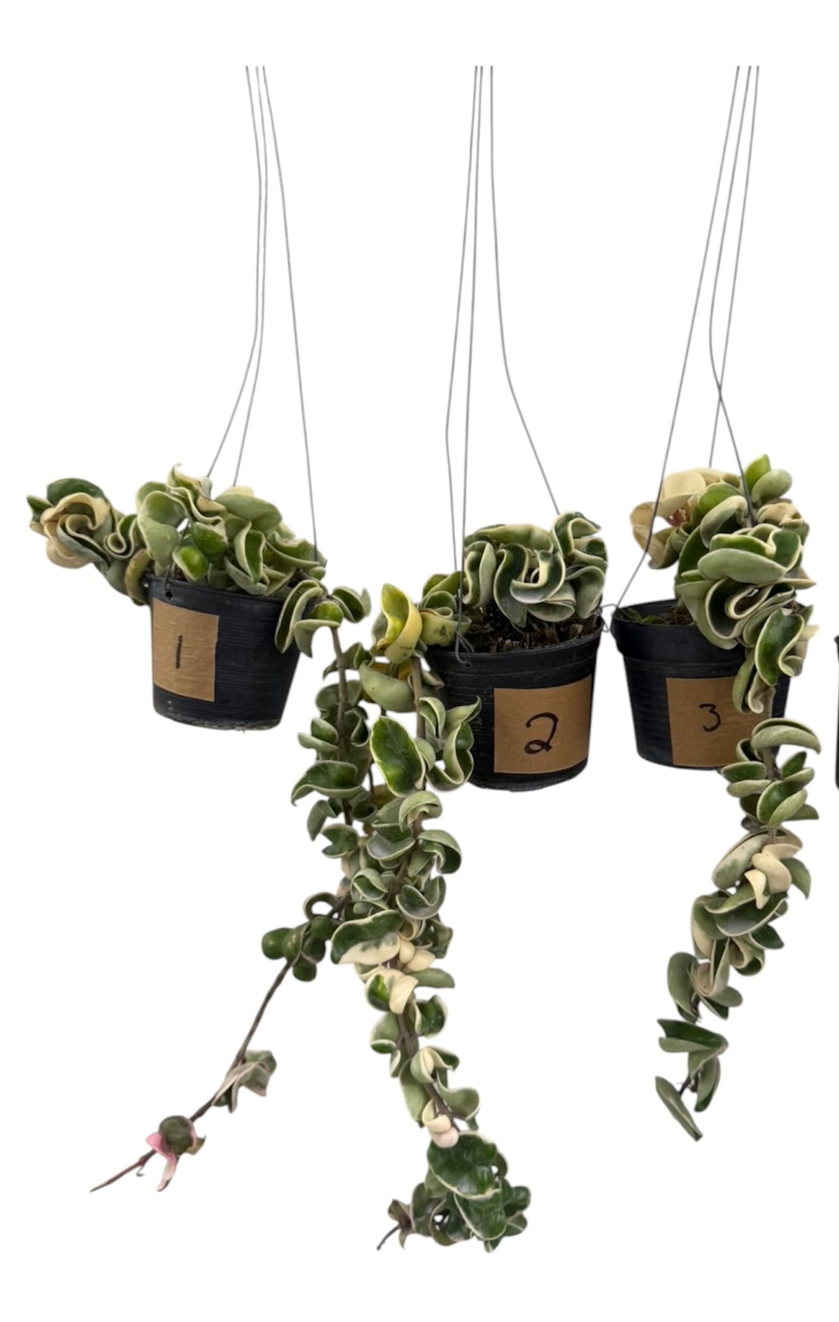 Hoya Compacta Hidu Rope Variegated