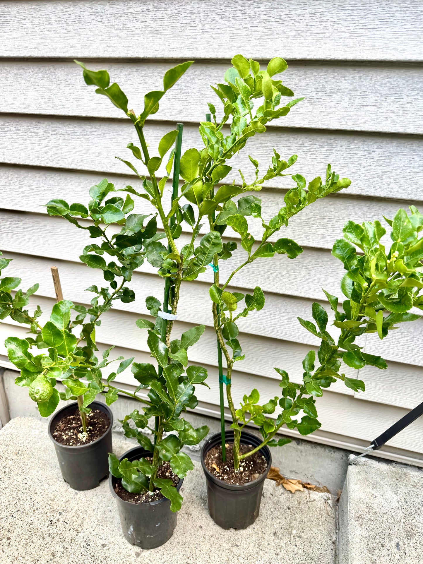 Kaffir Lime Tree (Makrut ) grafted