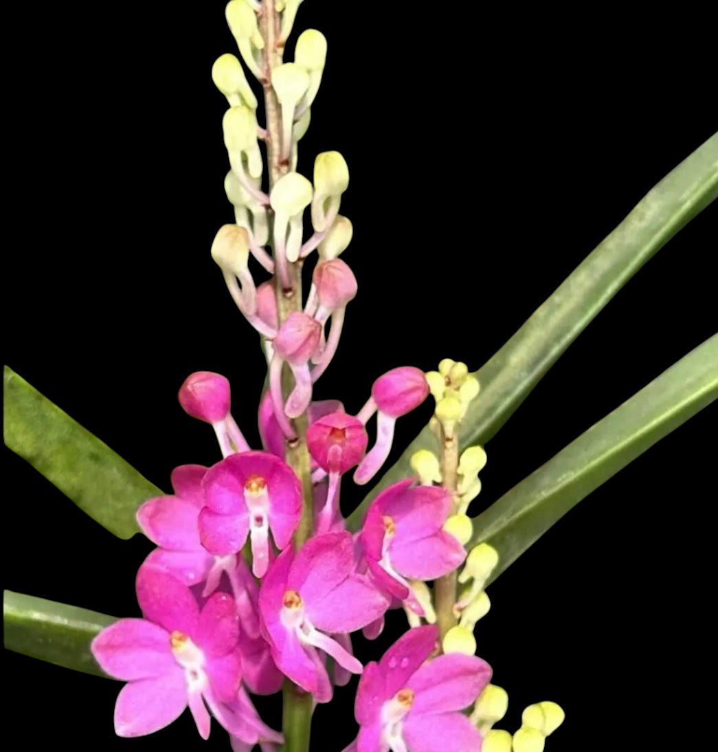 Orchid Asicocentrum ampullaceum pink