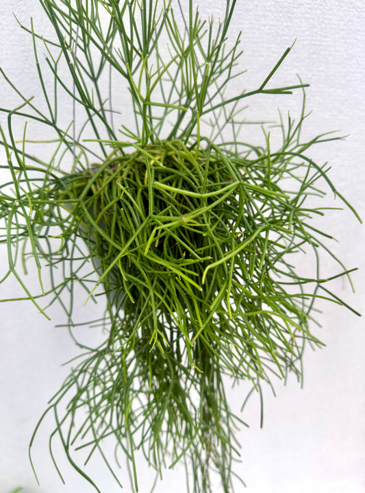 Rhipsalis Baccifera White Pearl (Bloom white flowers)