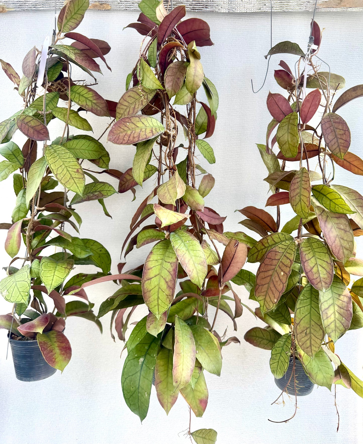 Hoya gunung gading Ex large