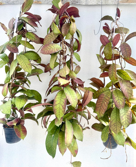 Hoya gunung gading Ex large
