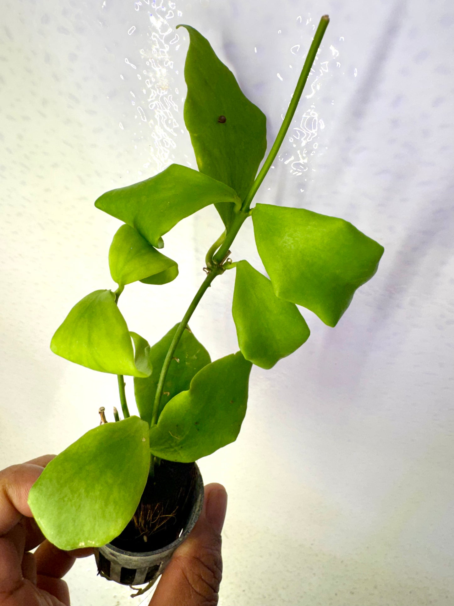 Hoya Oblongata