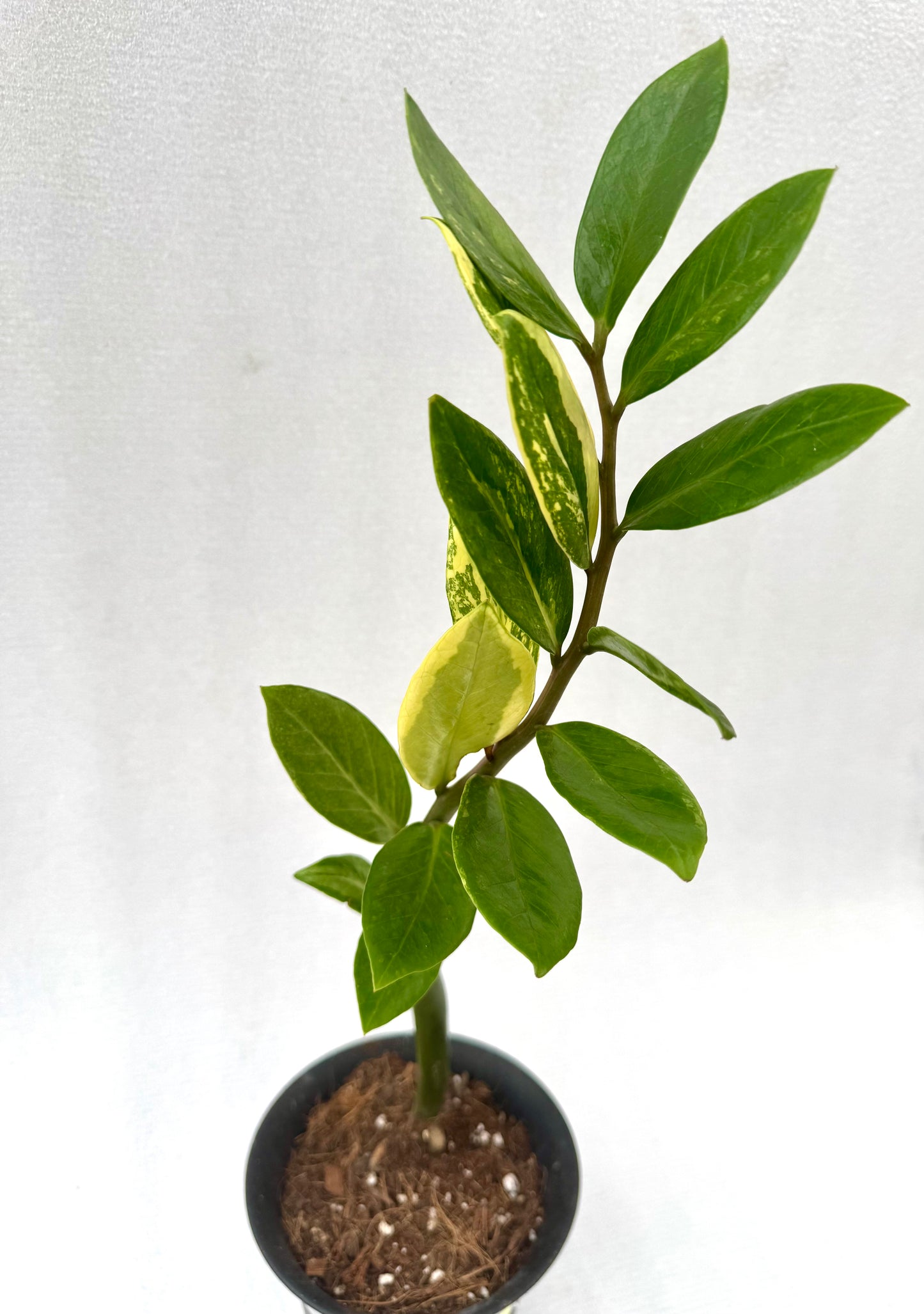 Variegated ZZ (Zamioculcas zamiifolia)