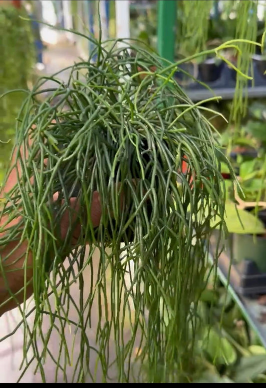 Rhipsalis Baccifera
