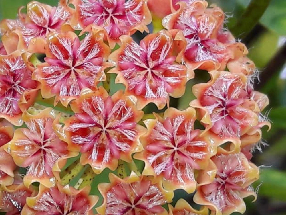 Hoya mindorensis vine