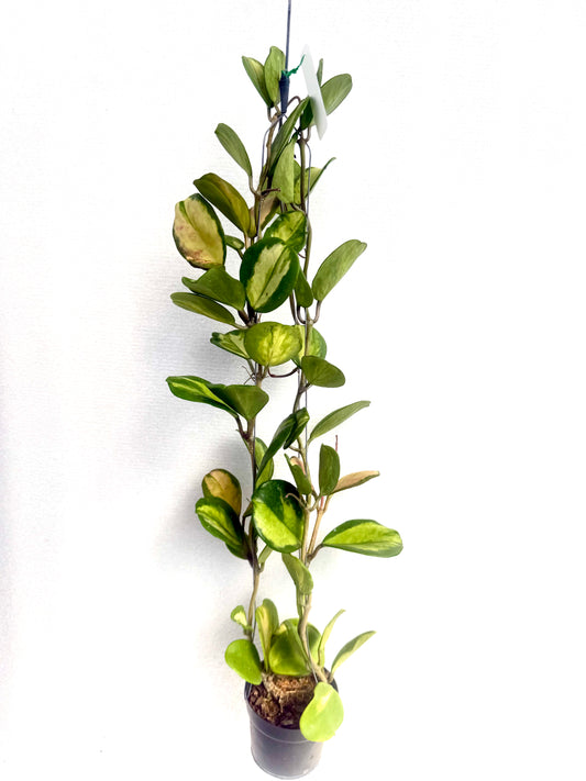 Hoya Obovata variegated