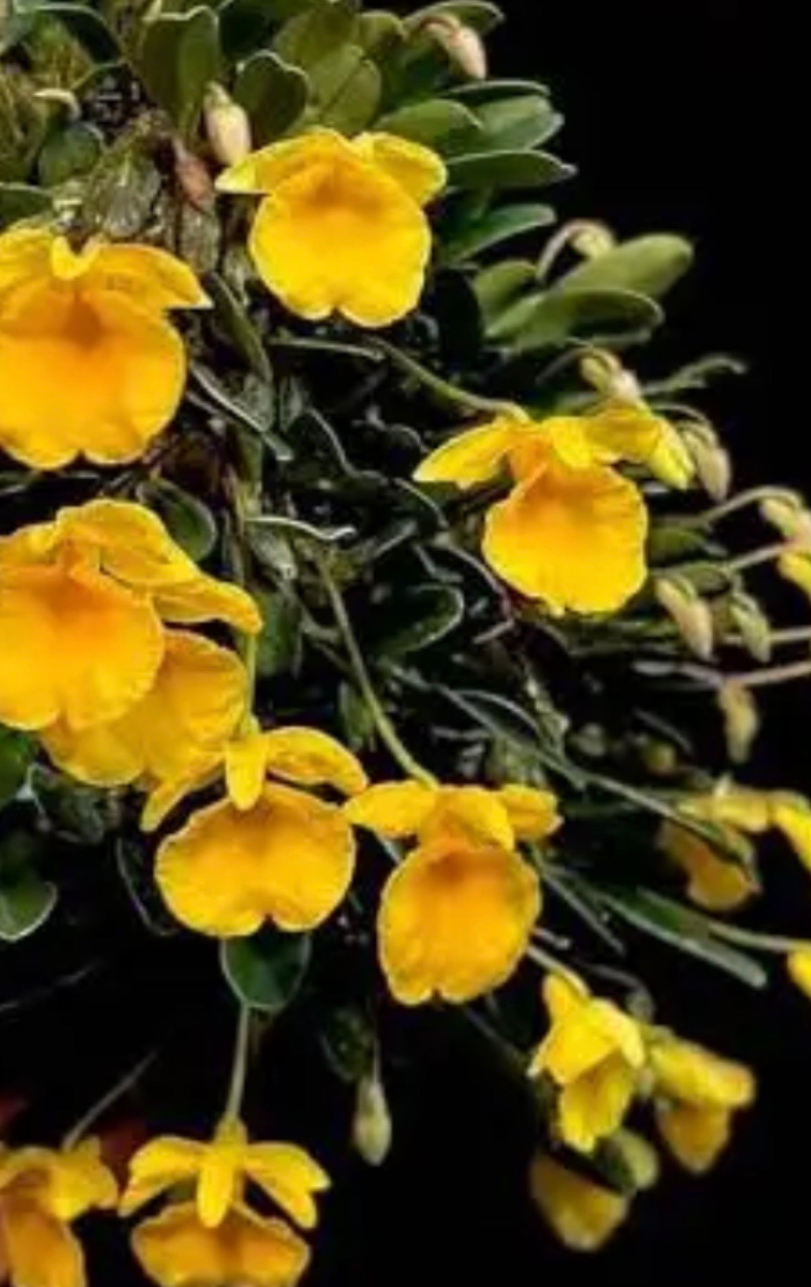 Orchid Dendrobium jenkinsii