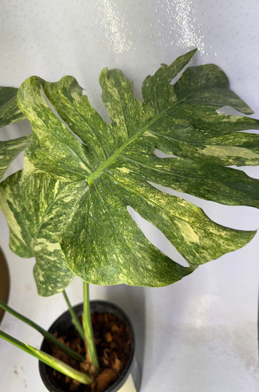 Monstera Green Snow (Rare)