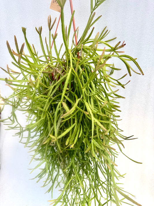 Rhipsalis Micrantha Exlarge Pot