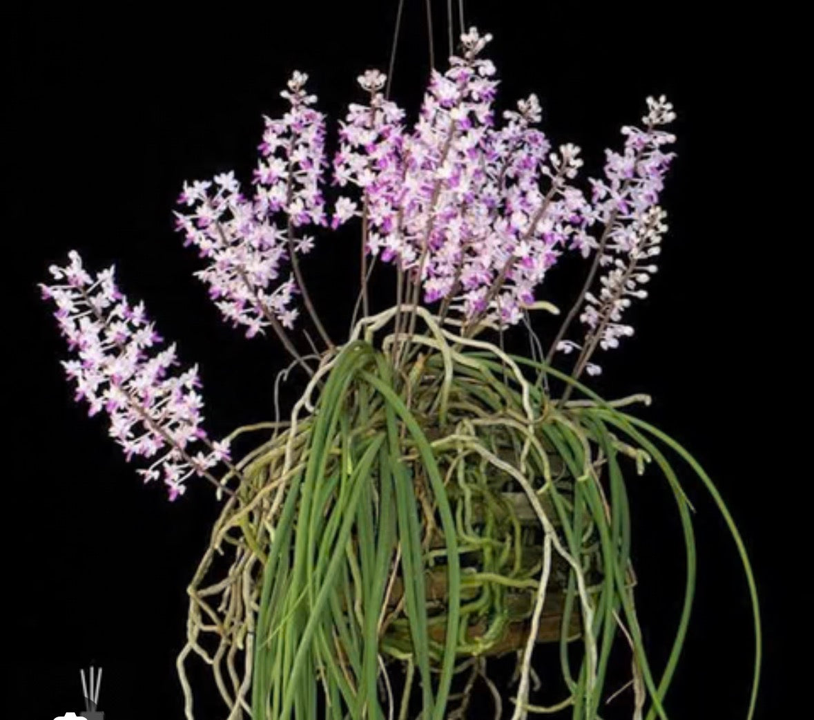 Orchid Seidenfadenia mitrata
