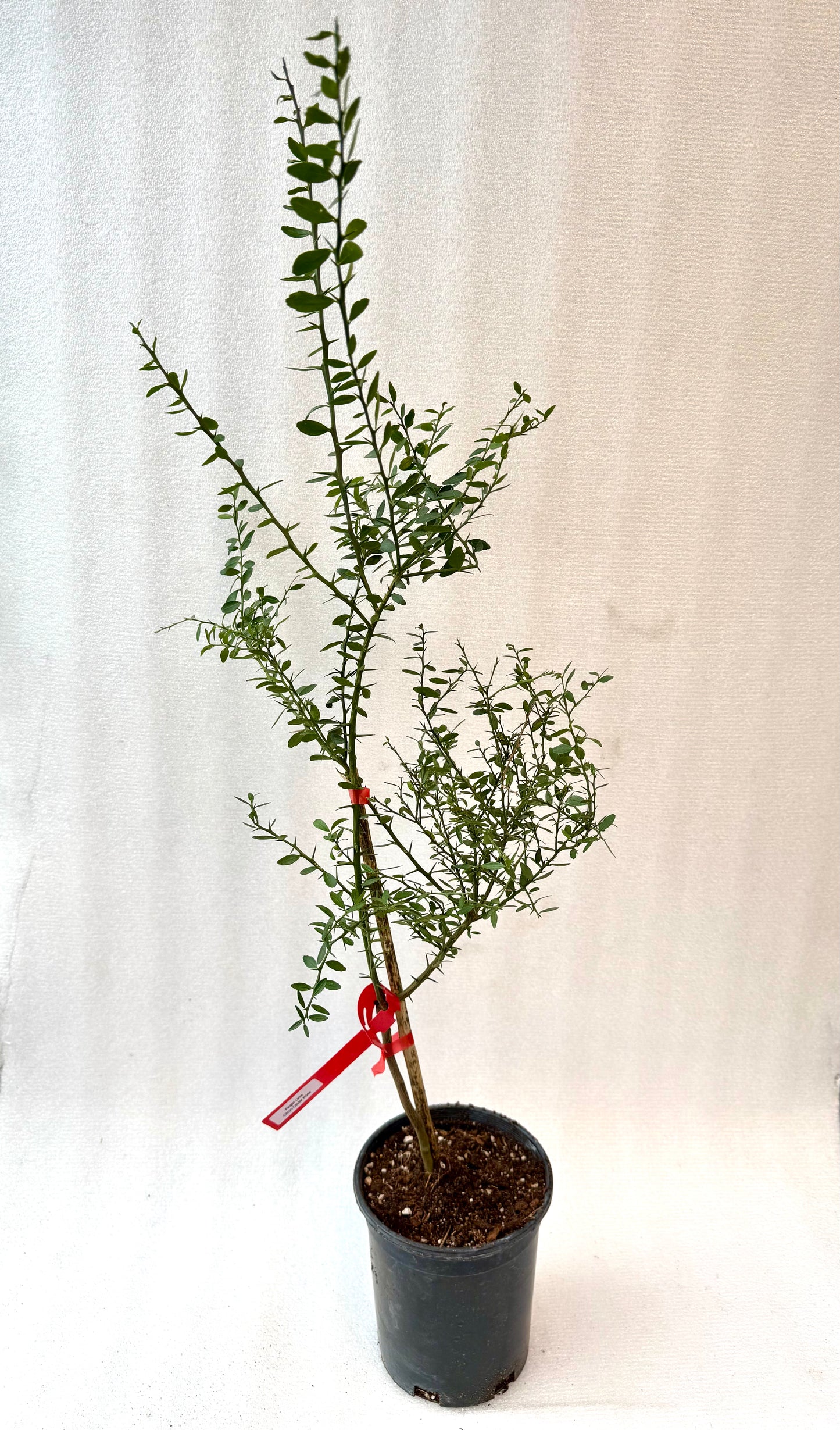 Finger lime Red Champagne