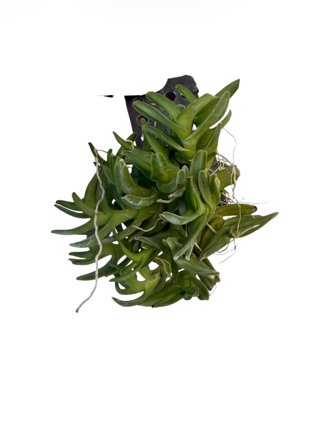 Orchid Epidendrum schlechterianum