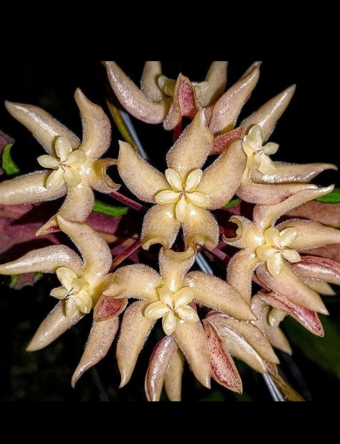 Hoya undulata Splash large vine