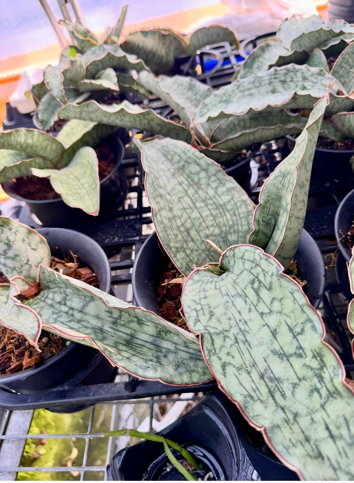 Sansevieria kirkii 'Cleopatra10-12”long Mature