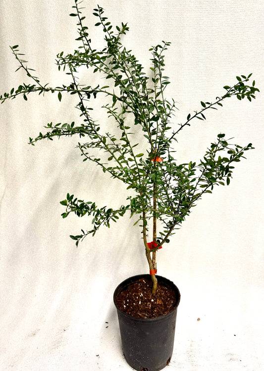 Finger Lime Tree Caviar Rose