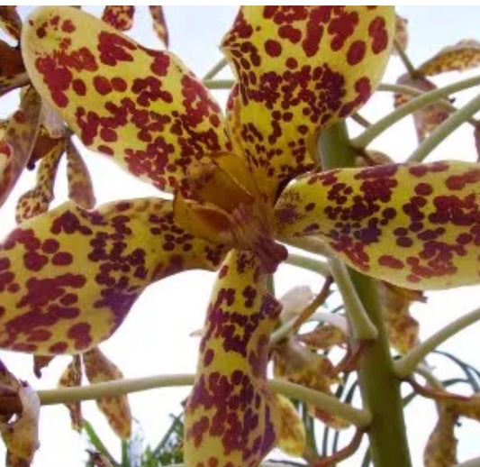 Orchid Grammatophyllum speciosum ( Tiger Orchid )