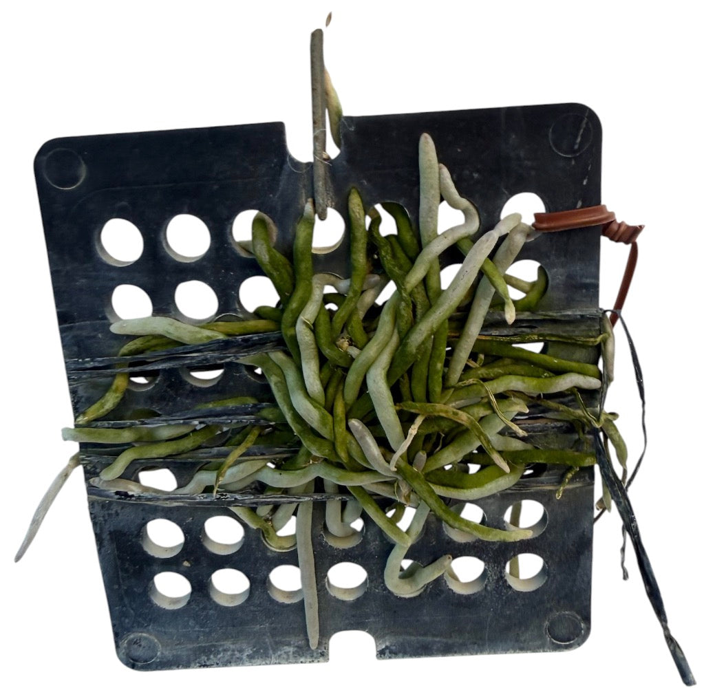 Orchid Chiloschista lunifera