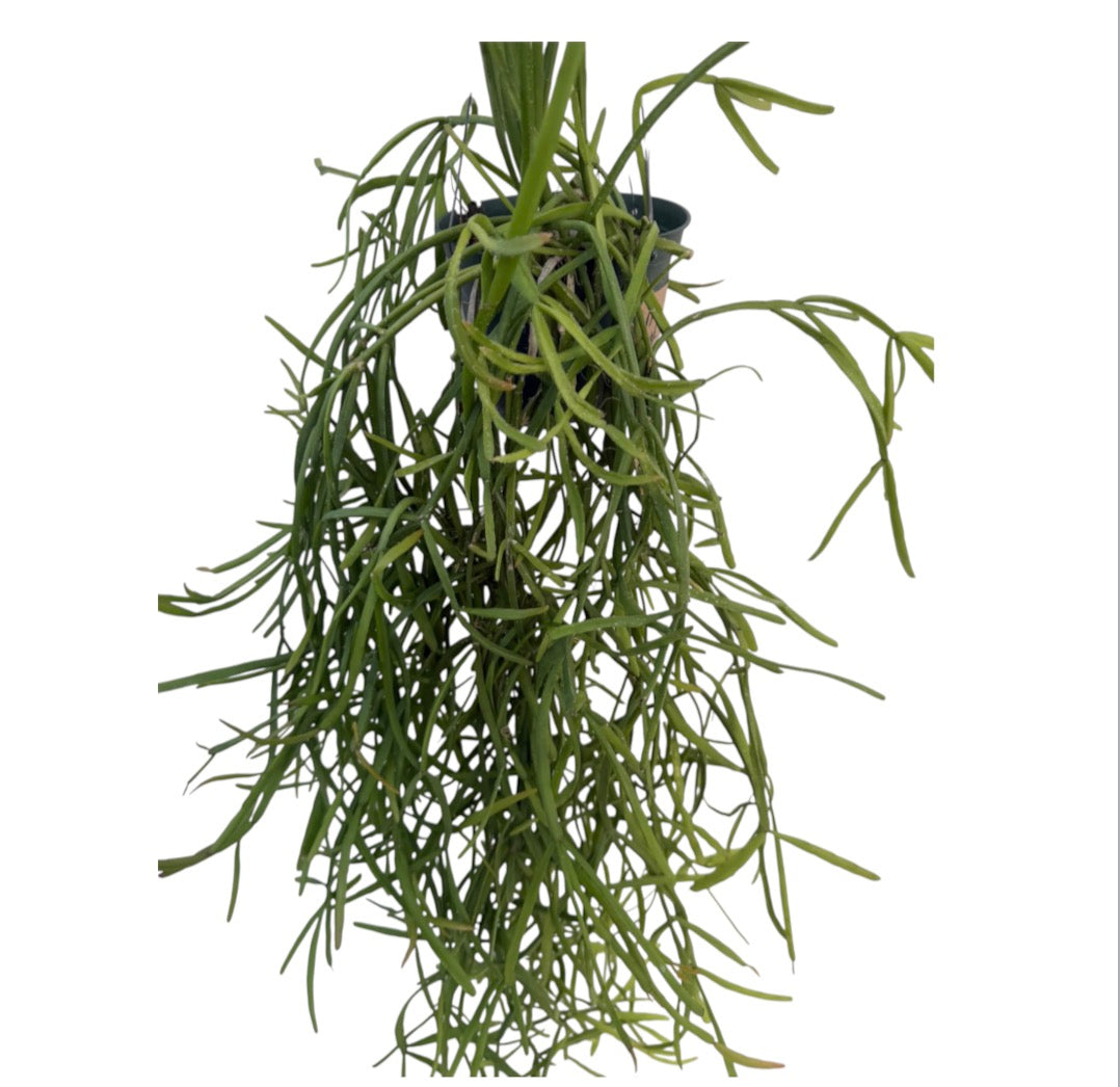 Rhipsalis Micrantha Large