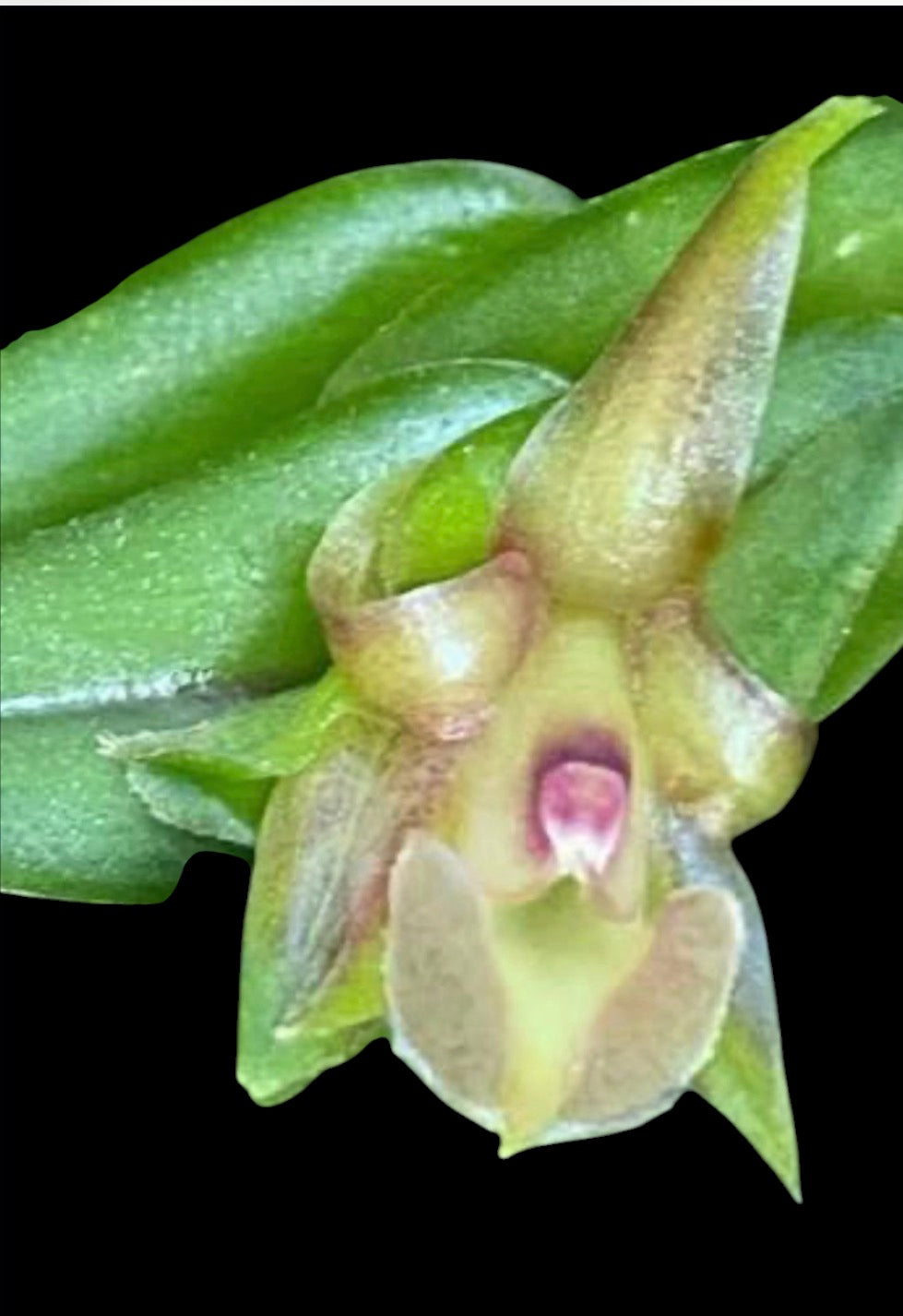 Orchid Epidendrum schlechterianum