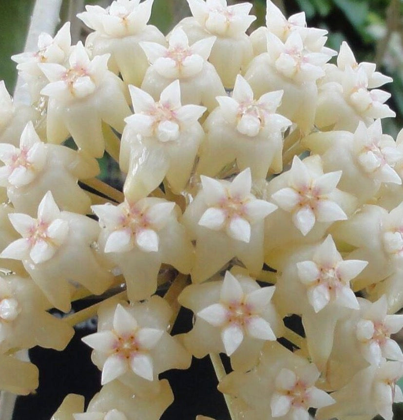 Hoya Sarawak cream ExLarge