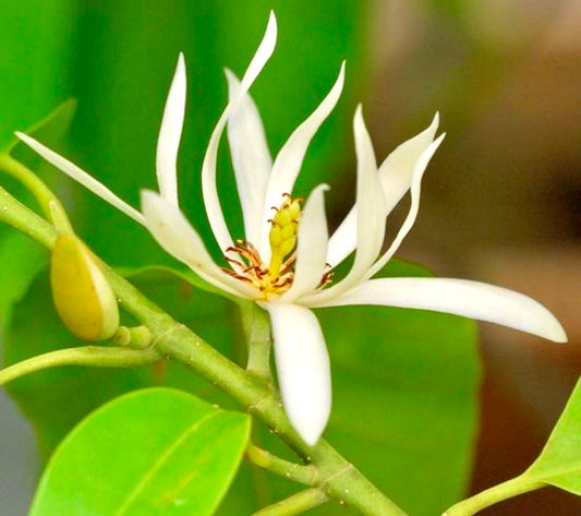 Magnolia x alba ( white champaca) Medium 40” tall