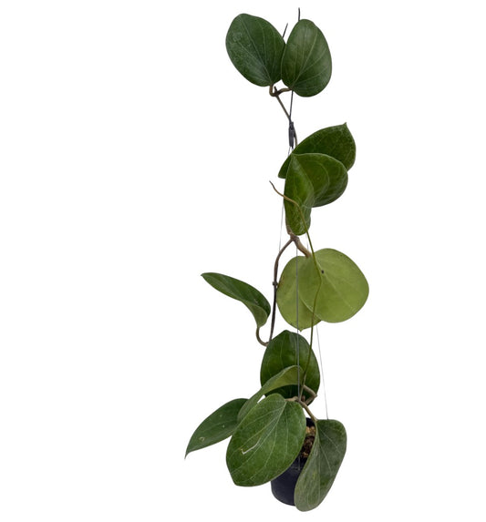 Hoya png Sp 432 Vine