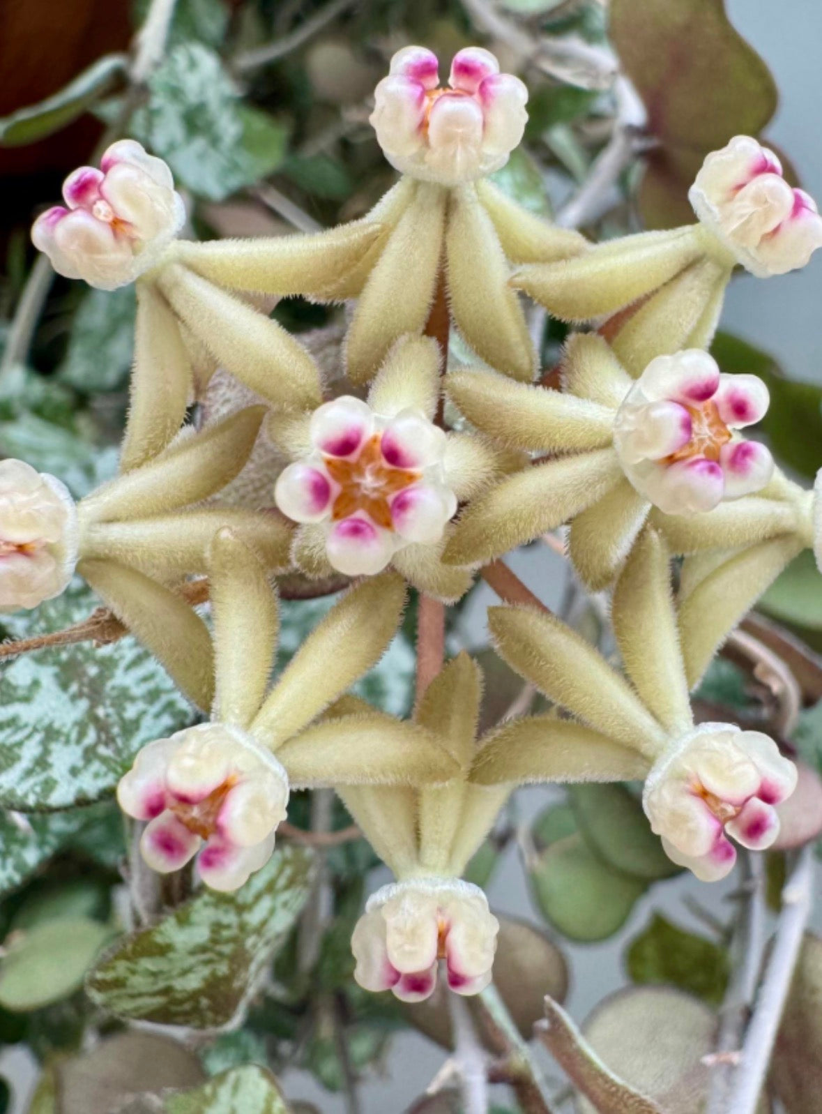 Hoya Curtisii