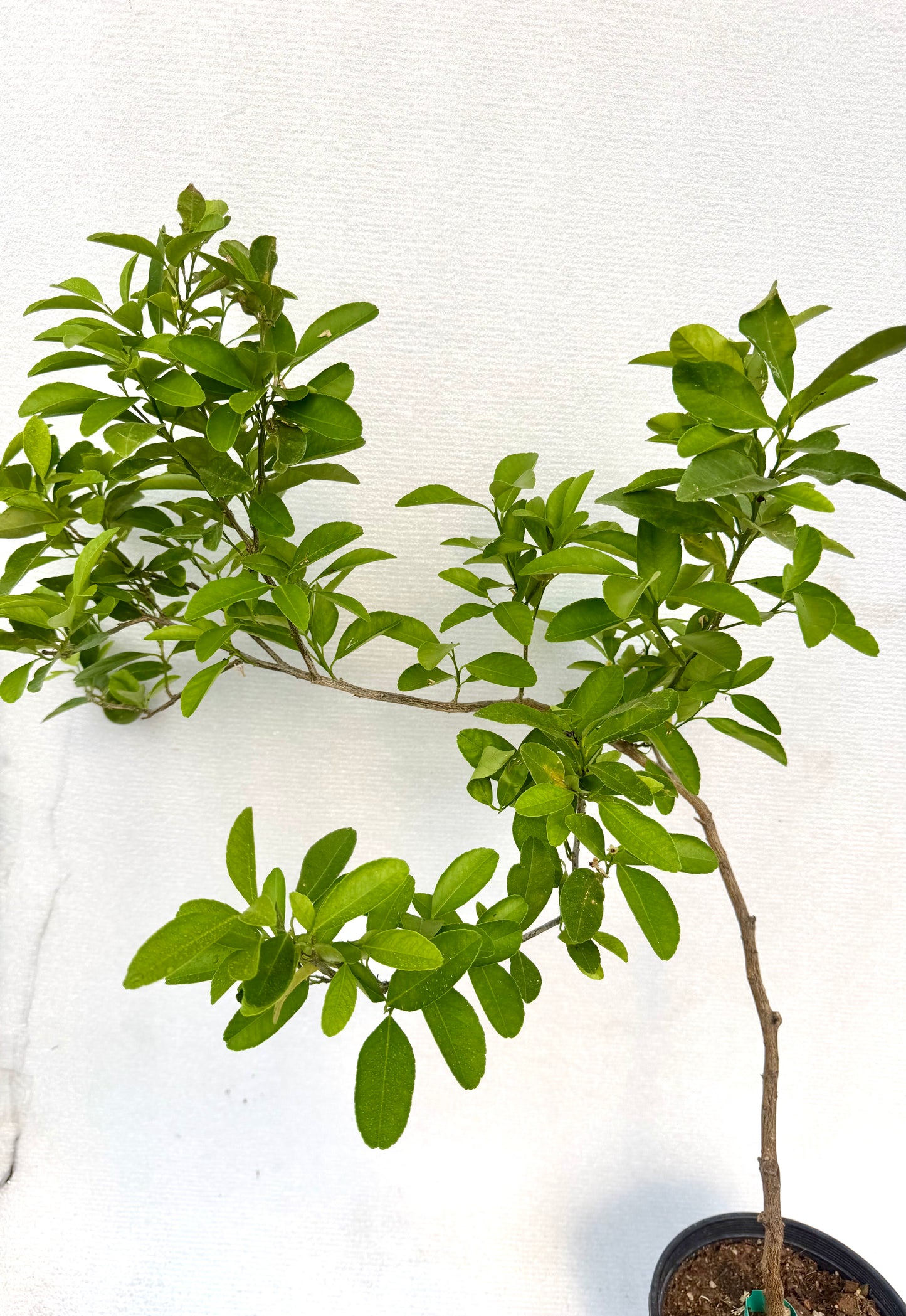 Pink Lemon Tree ( Rare )