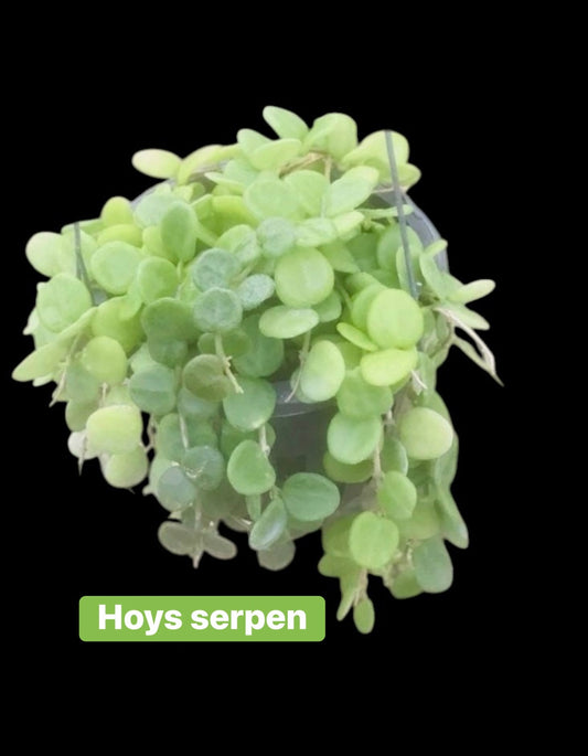 Hoya Serpen