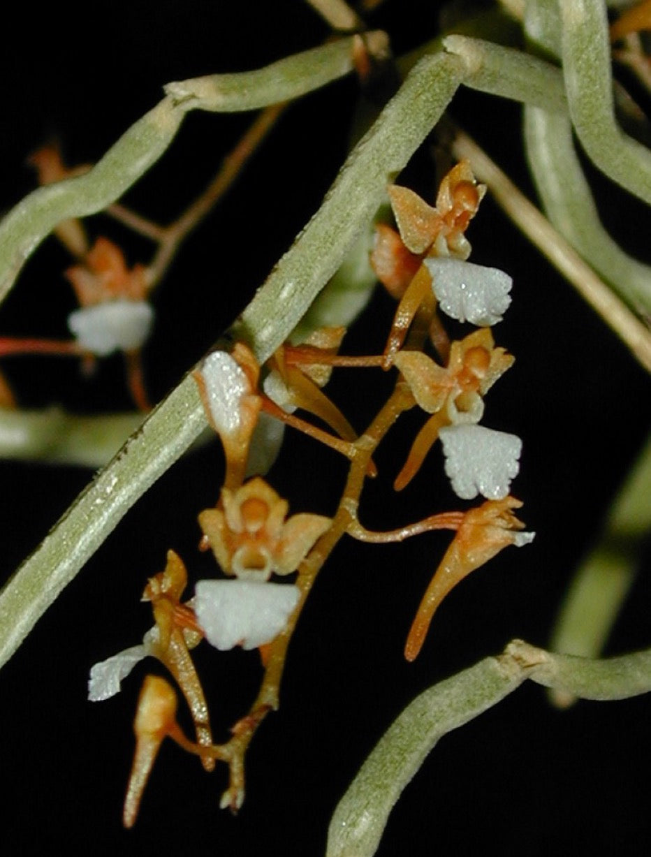 Orchid Microcoelia cornuta