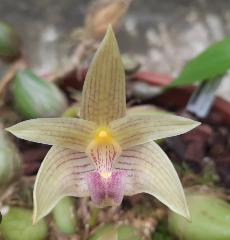 Orchid Bulbophyllum siamense