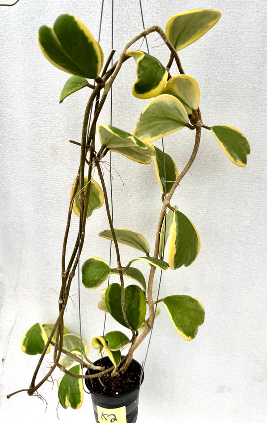Hoya Kerri Heart Albomarginata large vine
