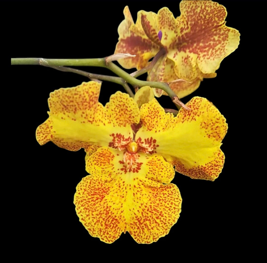 Orchid Zelemnia Midas