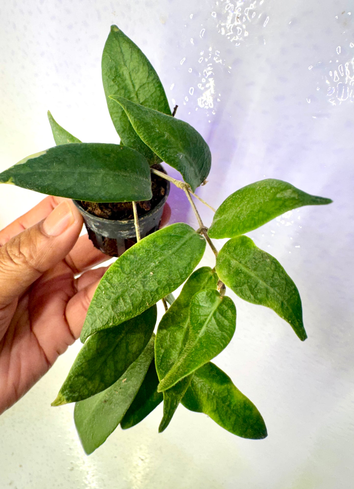 Hoya Patella pink