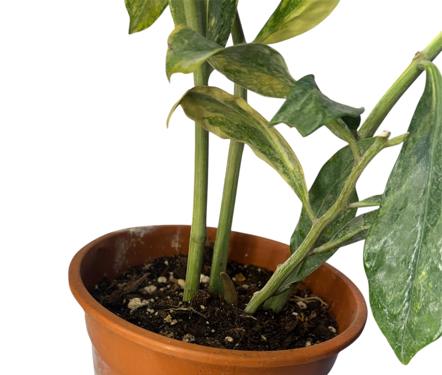 Wild form ZZ Variegated (rare find)