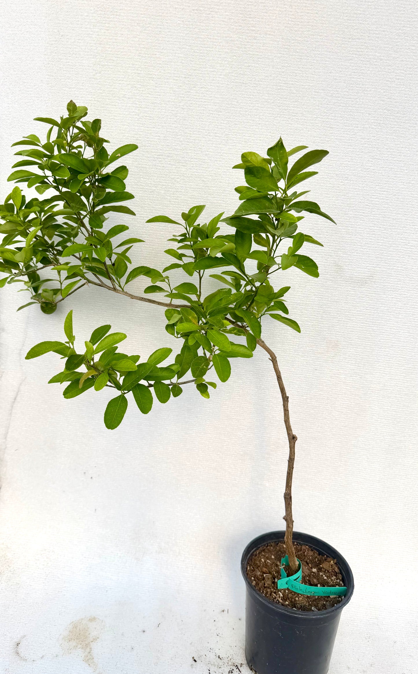 Pink Lemon Tree ( Rare )