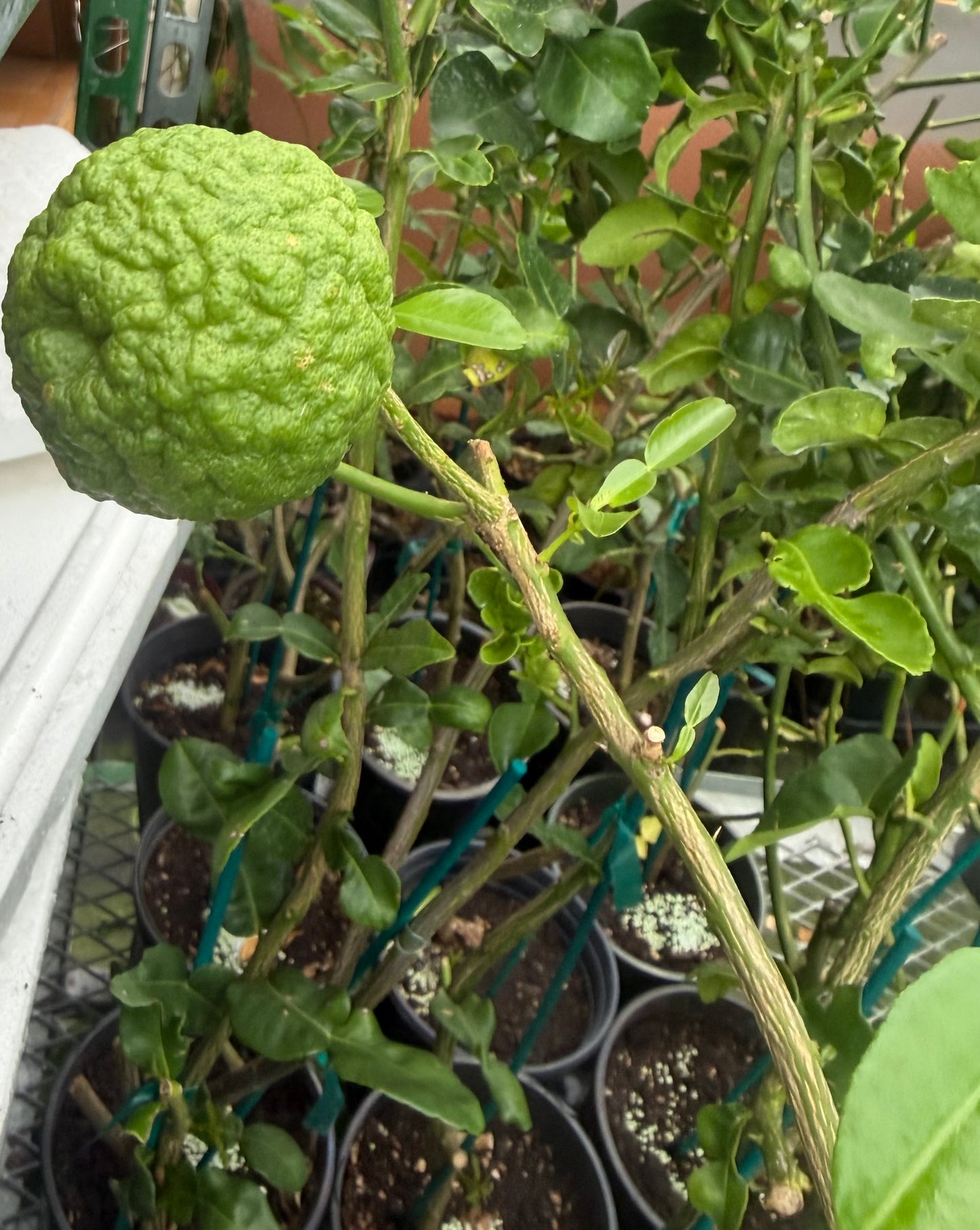 Kaffir Lime Tree (Makrut ) grafted