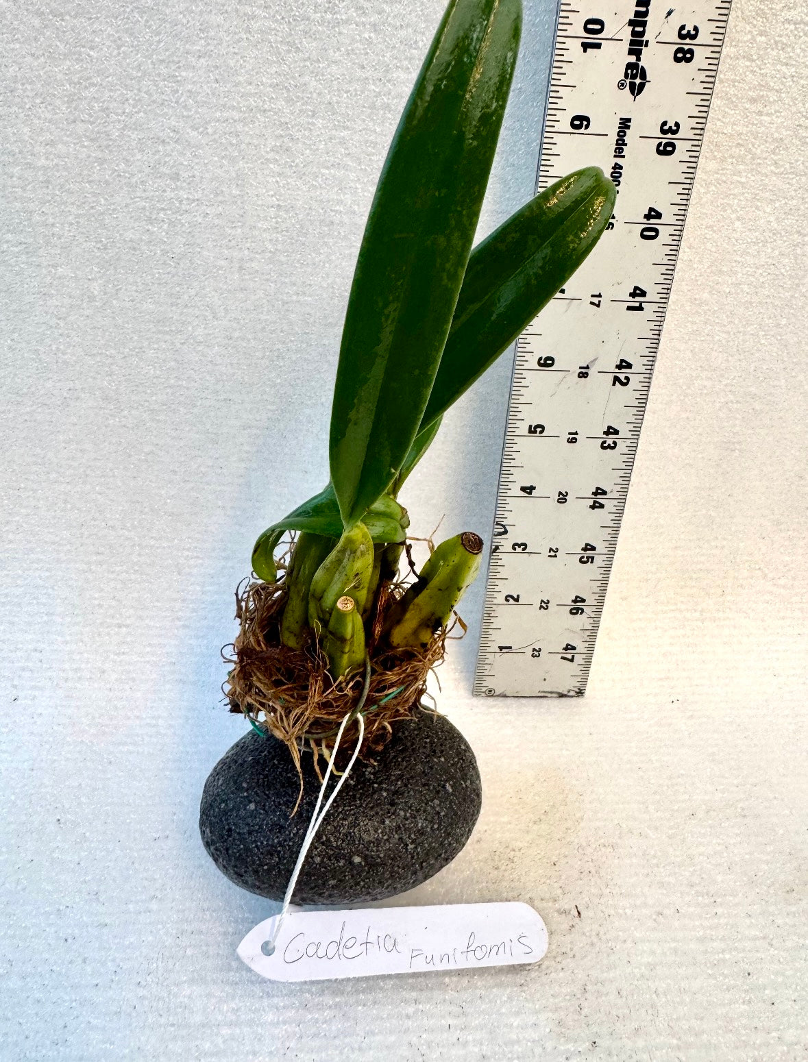 Orchid Cadetia Funifomis