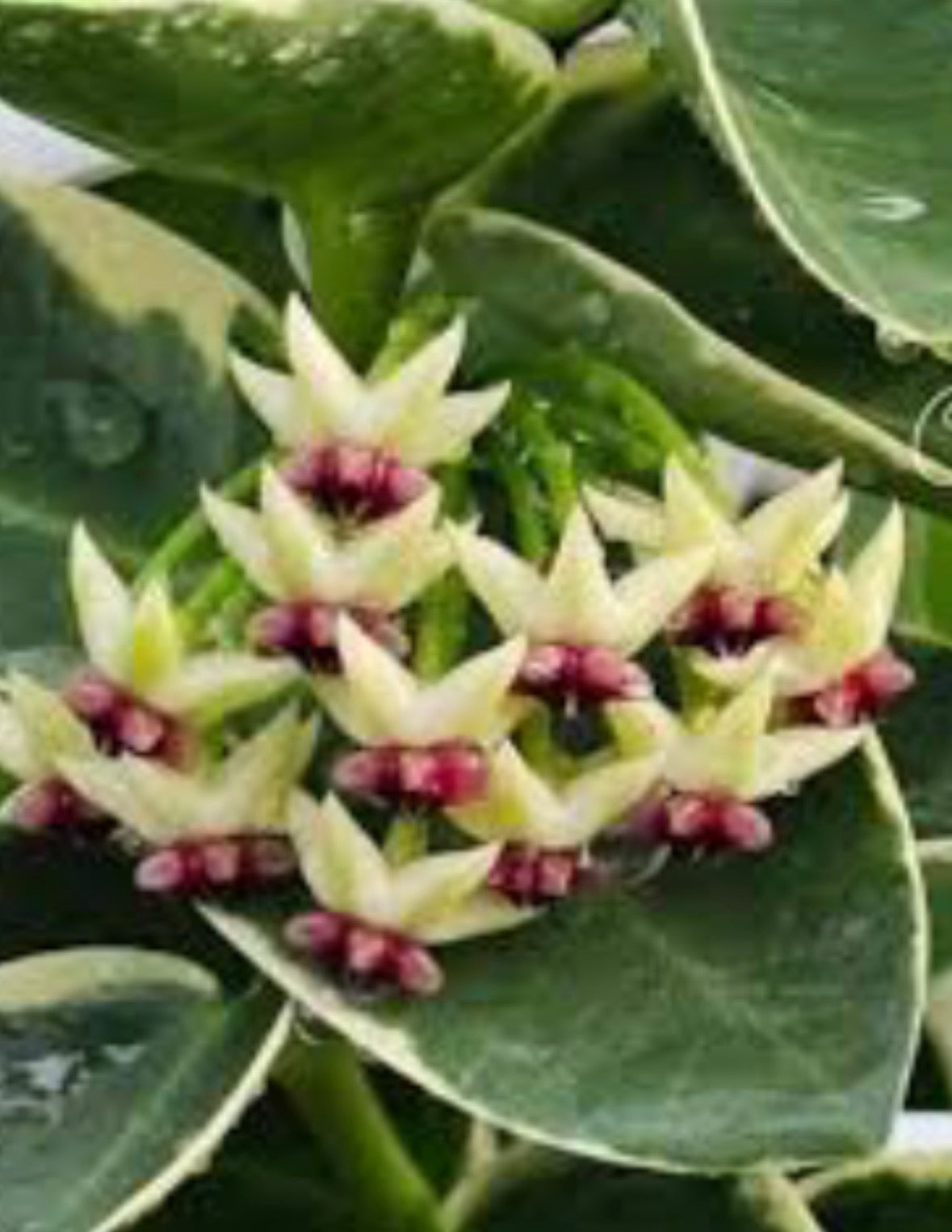 Hoya Cummingiara Albo variegated