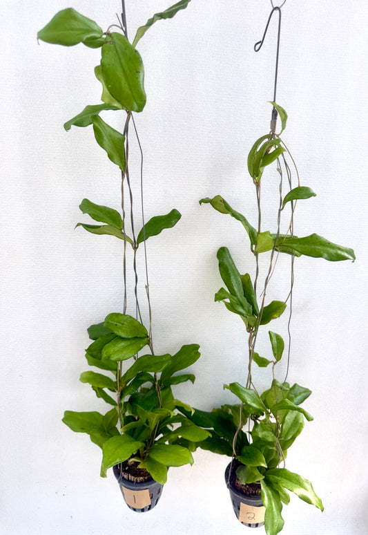 Hoya erythirm ("bajo bigleave ").