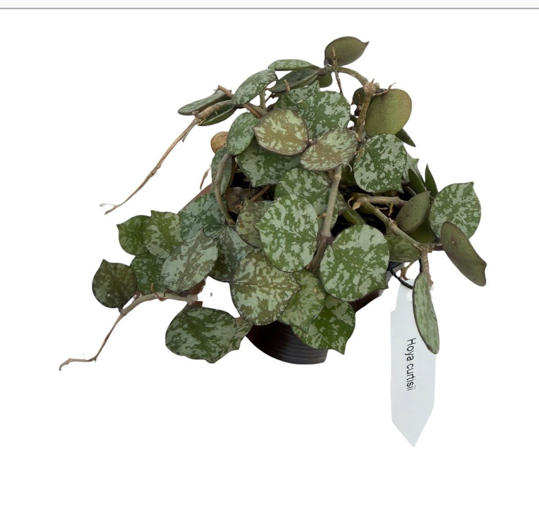 Hoya Curtisii