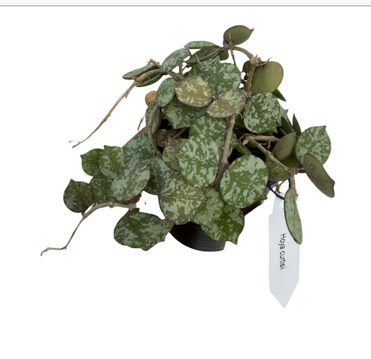 Hoya Curtisii