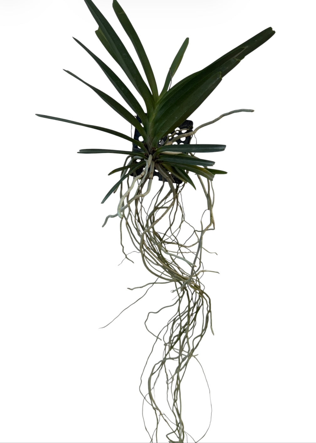 Orchid Asicocentrum ampullaceum pink