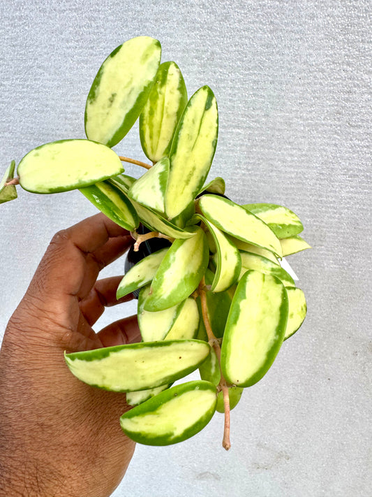 Hoya Acuta Variegated Inner white