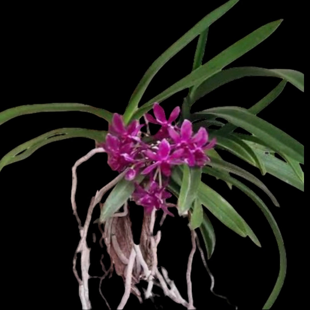 Orchid Vanda falcata X liouvillei orchid