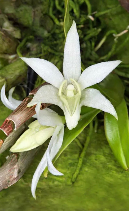Orchid Dendrobium compactum