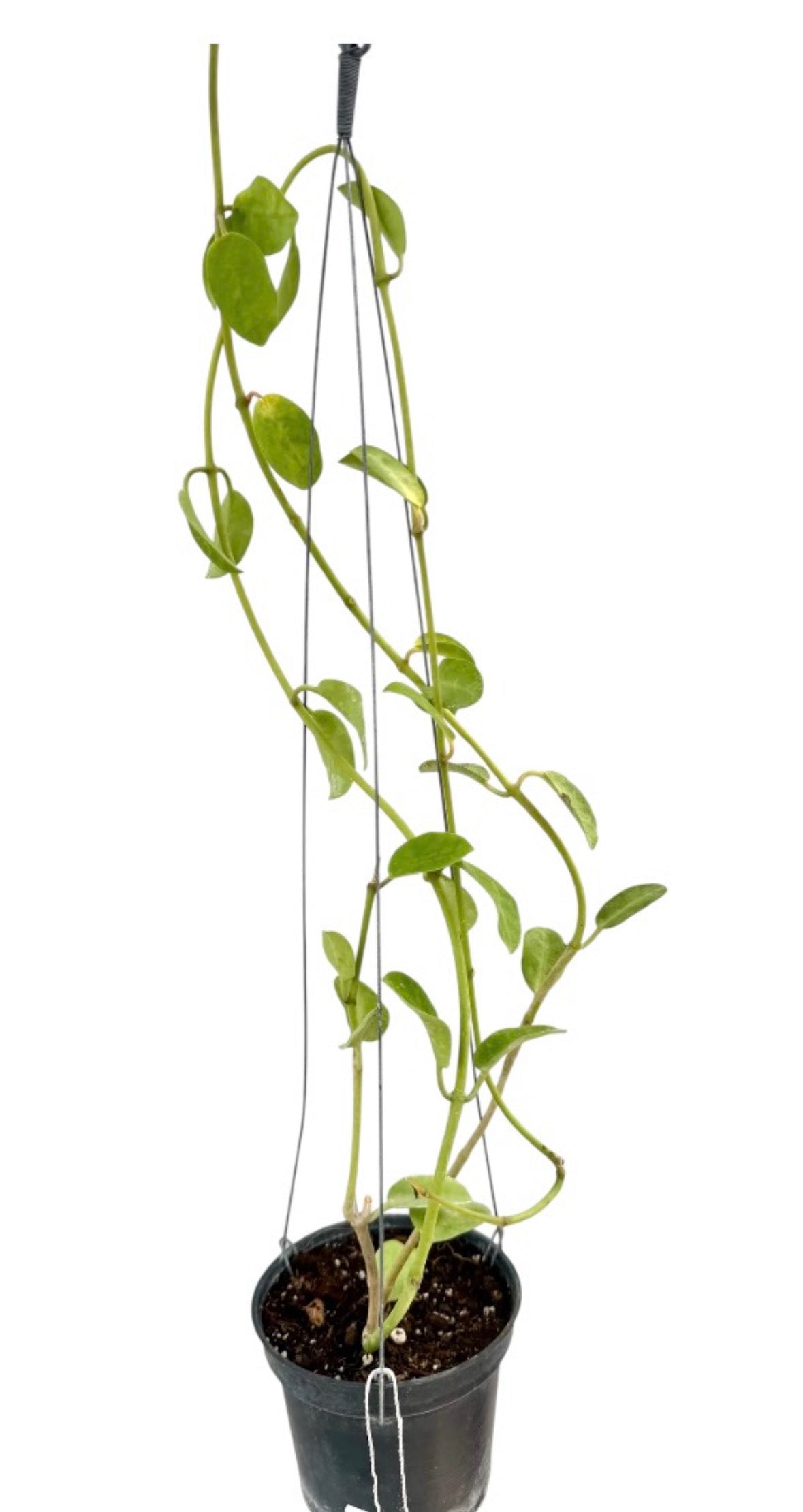 Hoya wightii vine